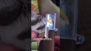 Pet Nail Clipper with LED Light 🐾 Safe, Precise & Easy Grooming #PetCare #GroomingTools