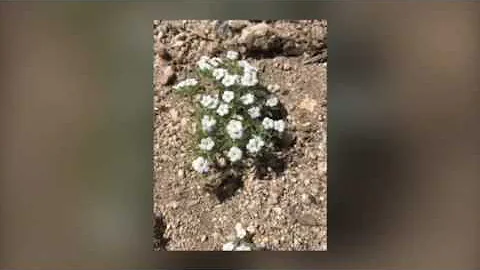 2017 Pion hills wildflowers