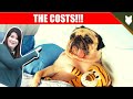 Understanding the Financial Responsibilities of Pug Ownership: Costs and Considerations Explored