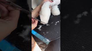 Стрижка бишона не по стандарту 😊А какая стрижка бишона Вам нравится больше? #бишонфризе #viral #fyp
