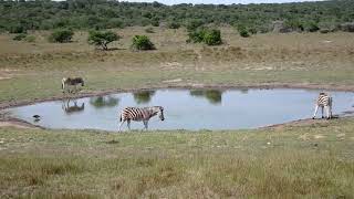 Amakhala Game Reserve 4, South Africa