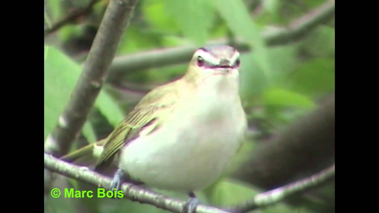 Viréo aux yeux rouges/Red-eyed Vireo 