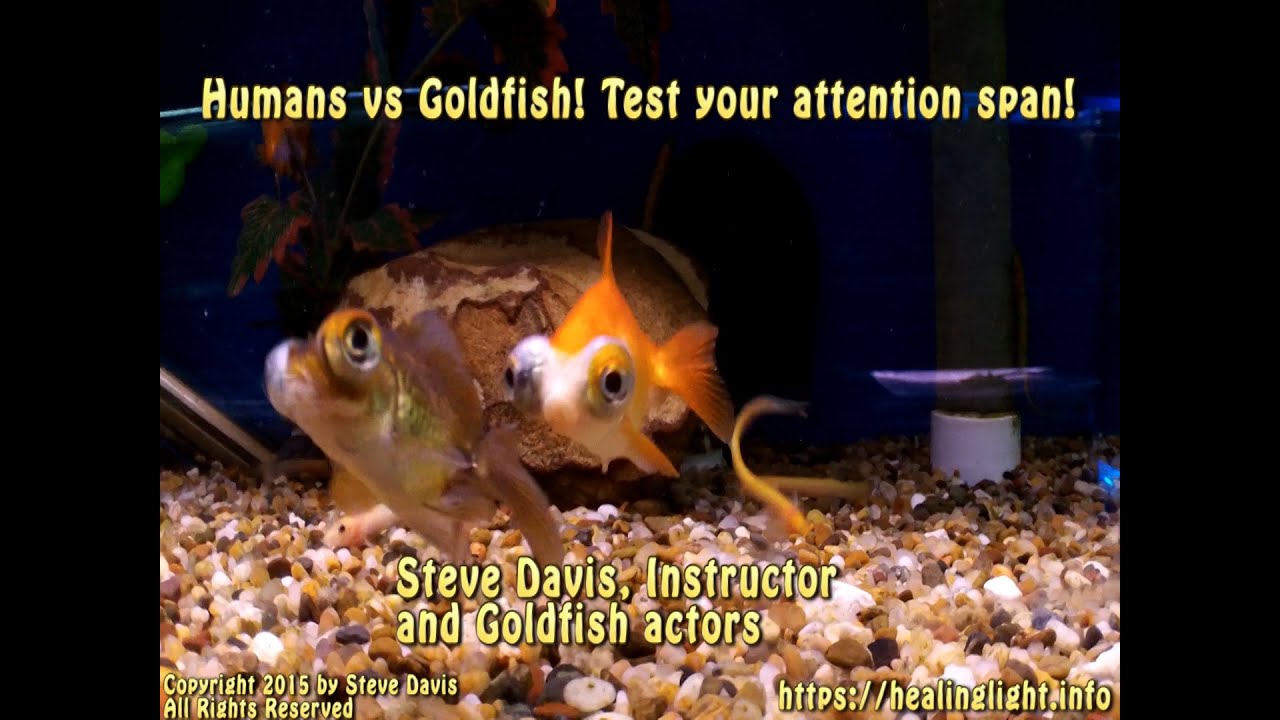 humans-vs-goldfish-test-your-attention-span-youtube
