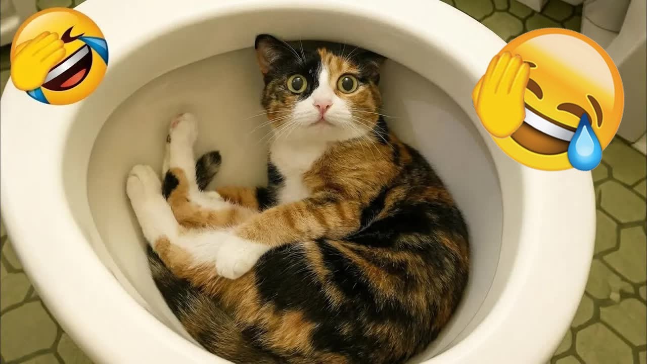 Hilarious Pet Moments Will Make You Laugh 2026 😵‍💫 #animals #funnydogs #funnycats