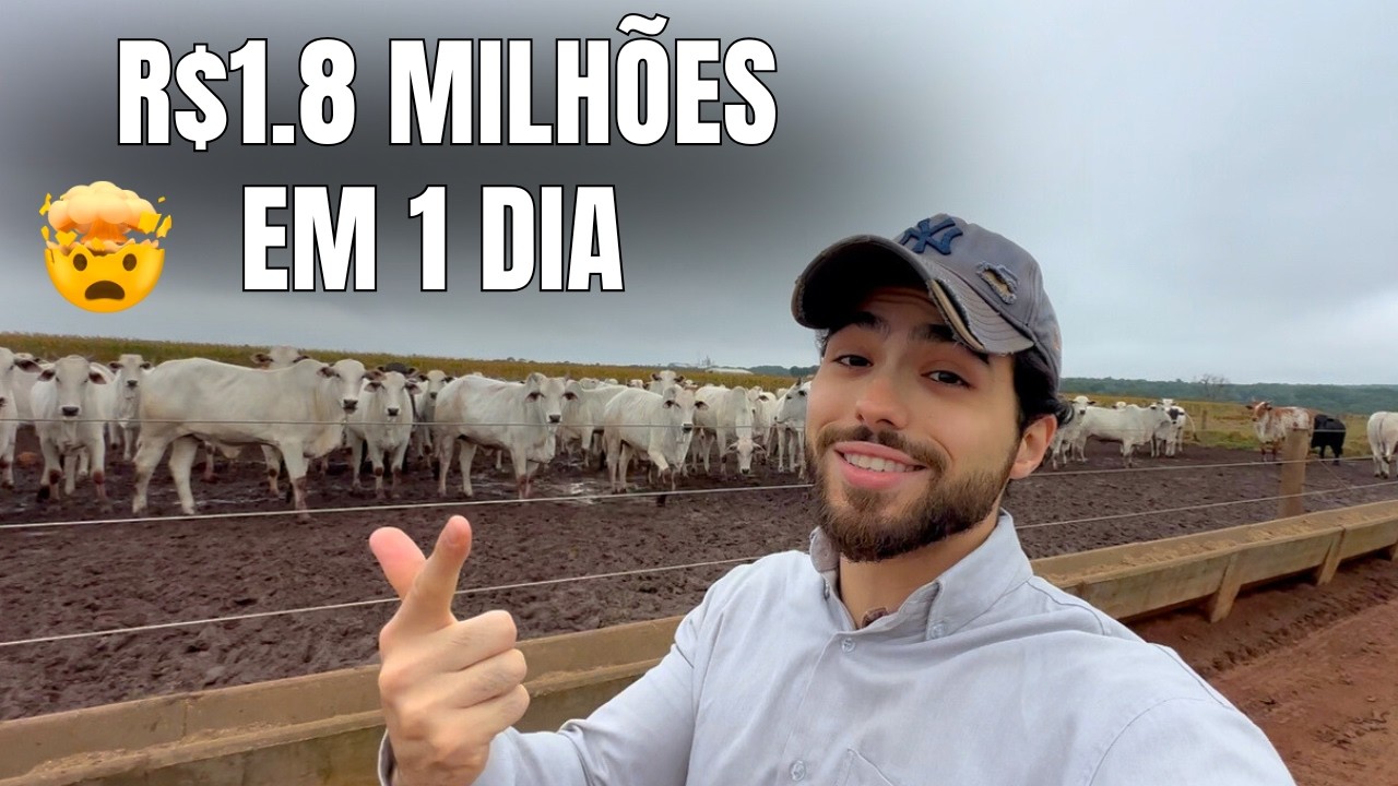 Vendi 286 Bois e Fechei um Contrato de R$1,8 Milhões (mostrei tudo)
