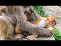 Mother And Baby Monkey Almost Quarrel Over Food