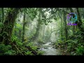 Forest Heart Raindrift | Relaxing Rain &amp; Forest Nature Sounds for Sleep, Study &amp; Calm Mind • ERozian