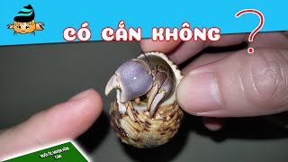 Ốc mượn hồn có cắn không? OMH #48