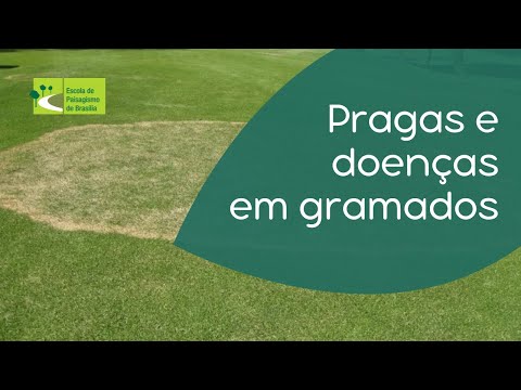 Vídeo: O que são Billbugs: Saiba mais sobre danos e controle do gramado Billbug
