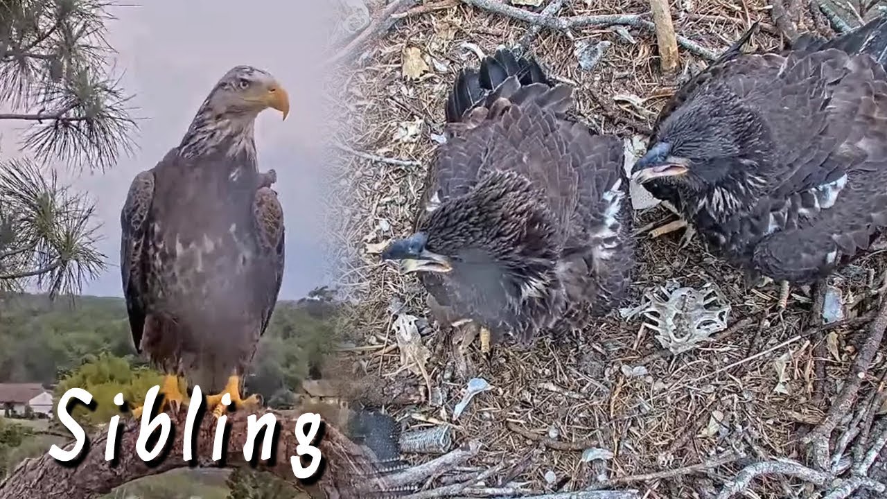 SWFL | Beautiful sibling visited to meet E19 & E20 | April 02, 2022