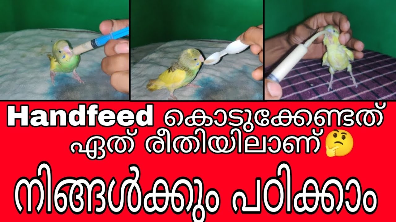 How To Handfeed, You Can Also Learn❓🤔 എങ്ങനെ ശരിയായ രീതിയിൽ  handfeed കൊടുകാം 