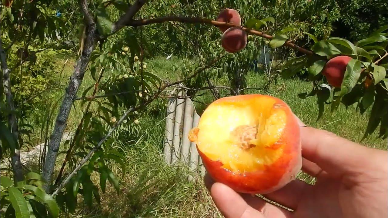 13 recomendaciones para saber qué plantar en invierno Peach tree care, Growing p