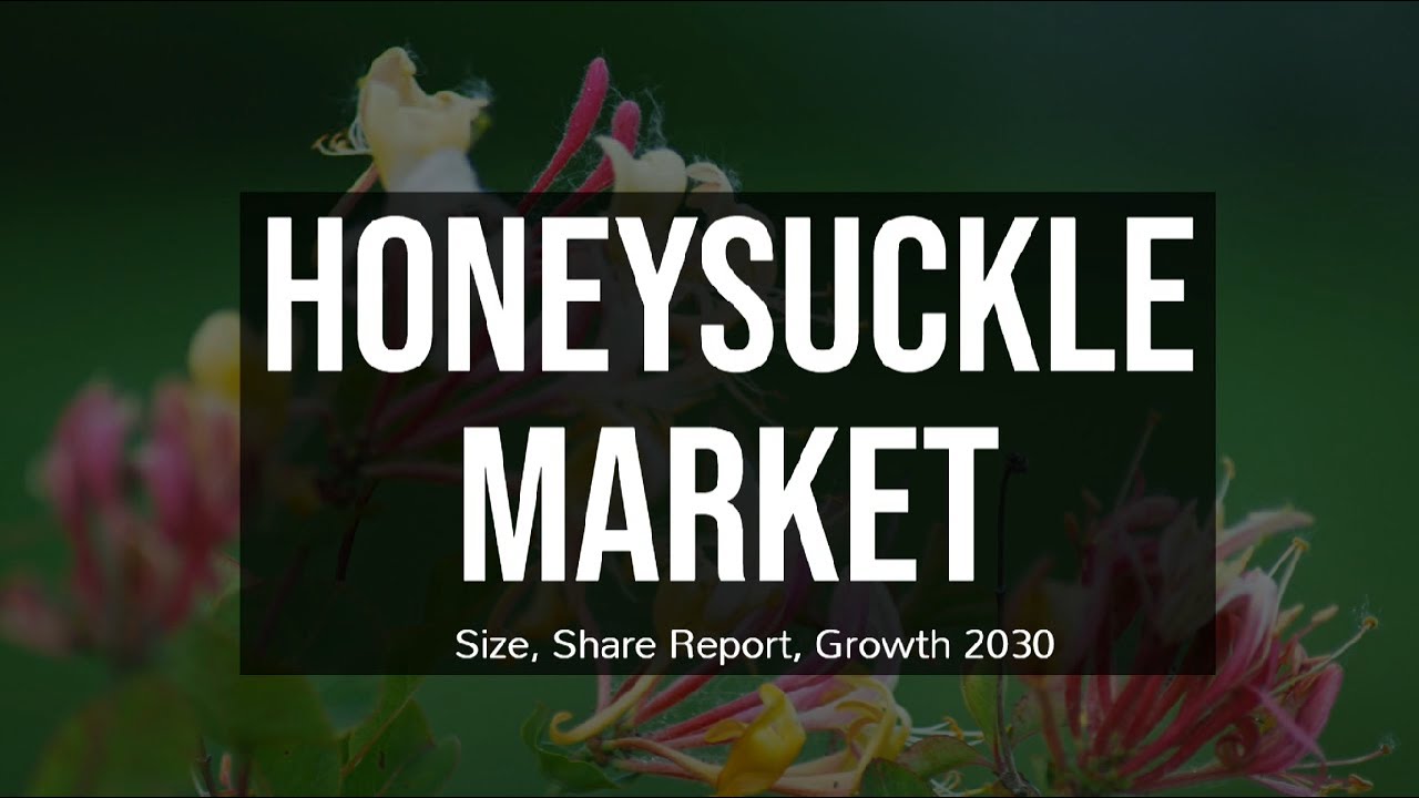 Honeysuckle Market Size Growth & Demand Analysis 2023 YouTube