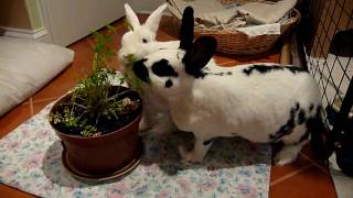 bunnies eating parsley