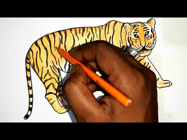 How To Draw A Bengal Tiger, Draw Tigers, Step by Step, Drawing Guide, by  MichaelY - DragoArt