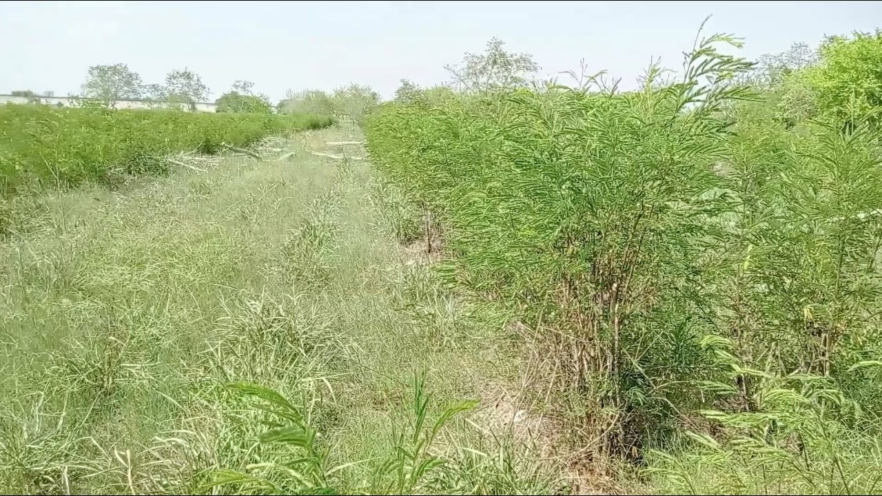 ¿Es fácil implementar una plantación de Leucaena?