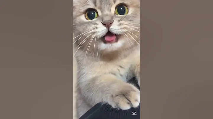 Watch the video about Cute little kitty #cat #catlover #funny