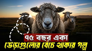 তারা হাজার ভেড়াকে ফেলে গেল এক নির্জন দ্বীপে! They left 4000 of sheep to starve on a barren island!