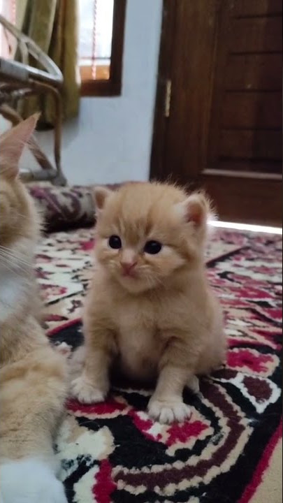 KUCING LUCU ๐