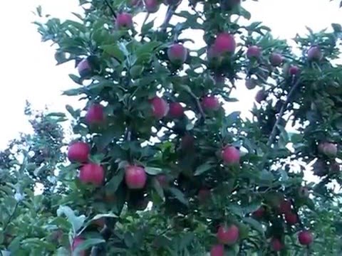 Video: Rome Beauty Apple Care: aprende a cultivar manzanos Rome Beauty