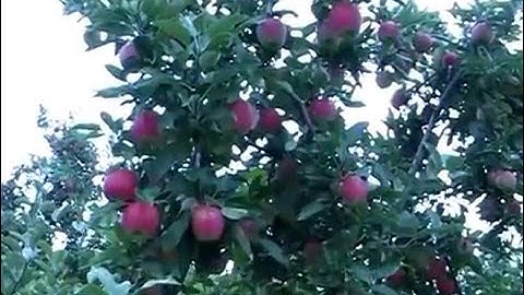 Pruning and Training Apple Trees