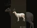 ALBINO Whitetail deer |The Hunter Call of the wild