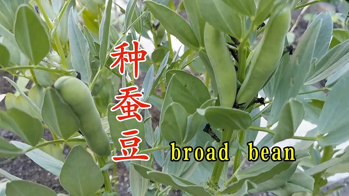 蠶豆種植時間和方法 開心收穫新鮮蠶豆 Broad bean - 天天要聞