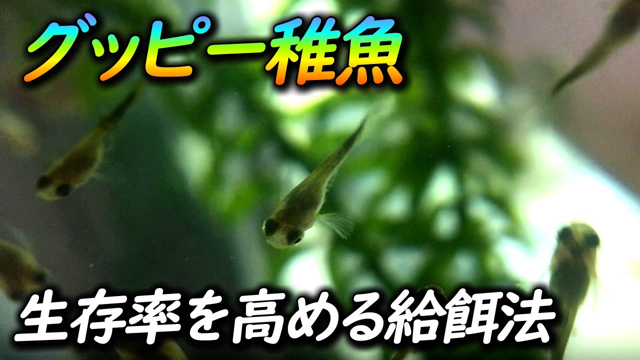 熱帯魚 グッピーの稚魚が餓死しやすい理由と失敗しない餌の与え方について Youtube