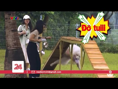 Video Công viên đầu tiên dành cho thú cưng tại Hà Nội | VTV24 - youtube