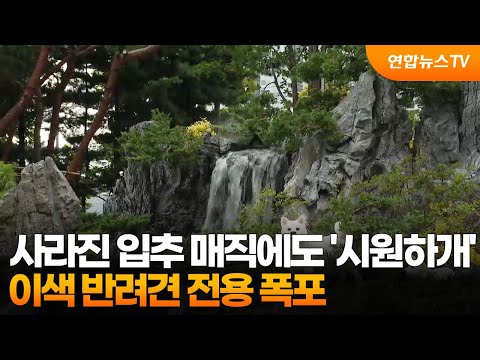 사라진 입추 매직에도 '시원하개'…이색 반려견 전용 폭포 / 연합뉴스TV (YonhapnewsTV)