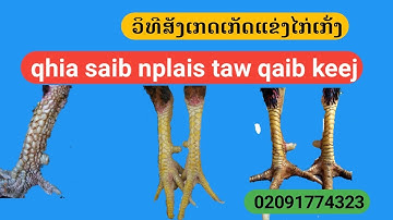 qhia saib nplais taw qaib zoo thiab tsis zoo