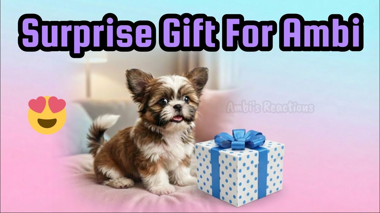 Surprise Gift For Ambi🎁🐶 | Shihtzu Puppy Reaction 