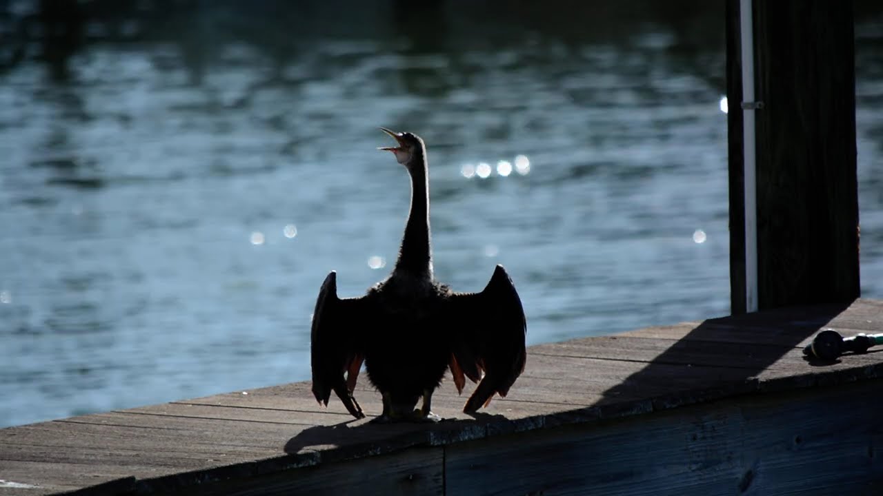 anhinga hanging out drying off it wings