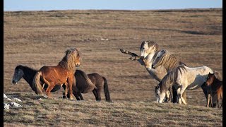 Wildhorses of South-East Europe - Spring fever