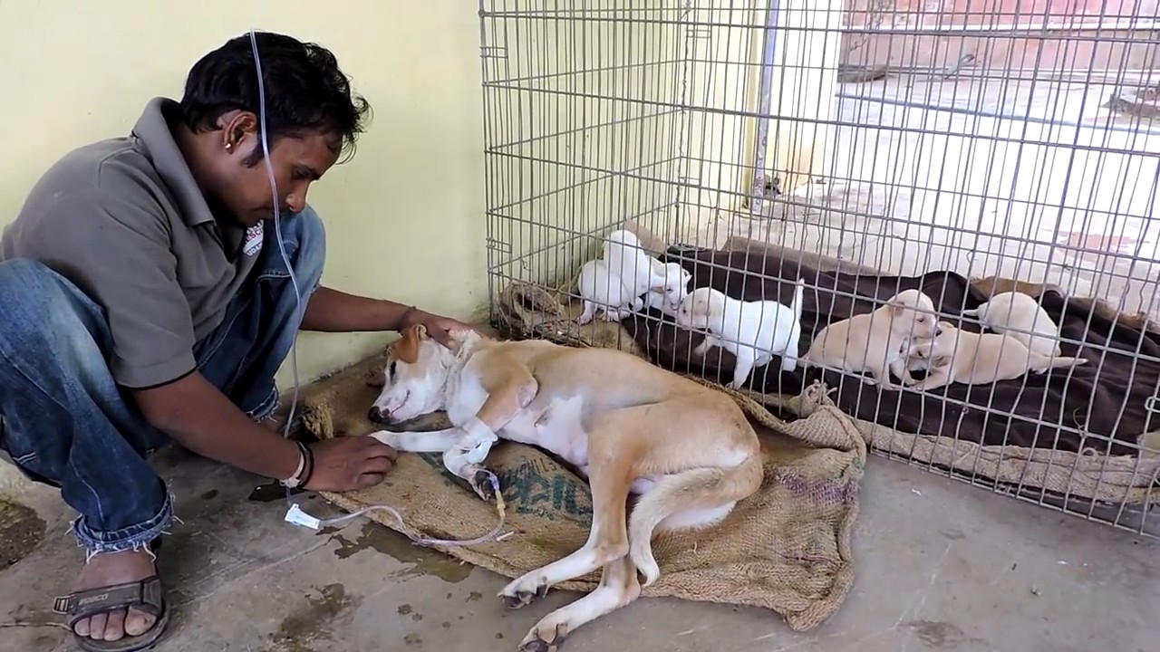 Una Perrita Fue Salvada Junto Con Sus Cachorros Que Estaban En Muy Mal 