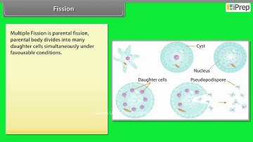 Fission | Chapter Name | How Do Organisms Reproduce? | Science| Cl 10 iPrep