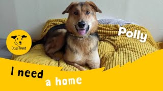 Polly the gorgeous German Shepherd cross | Dogs Trust Darlington