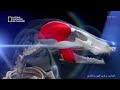 نادي قتال الحيونات الحلقة 2 بجودة عالية HD ناشيونال جيوغرافيك ابوظبي 
