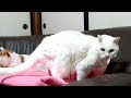 かご猫ライブ 191210 20時まで