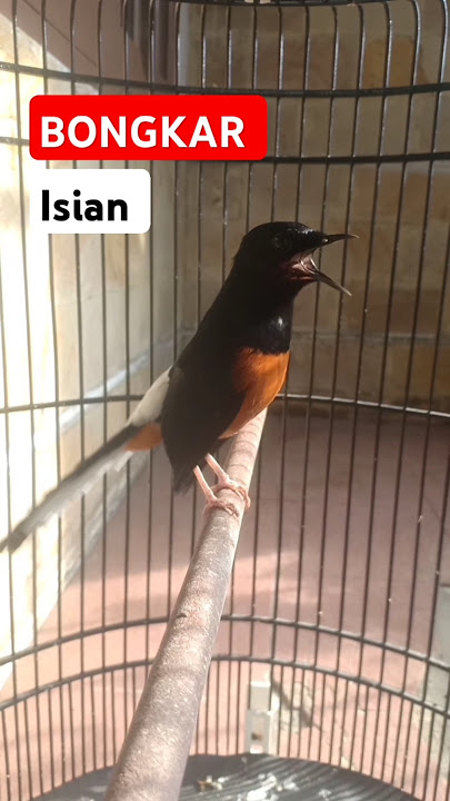 MURAI BATU GACOR BONGKAR ISIAN #shorts #birds #muraibatu