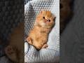 wait for it 🥰 #catsoftiktok #funnycat #kitten #cutecats #catlovers