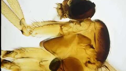 Edge-3D Rotational Video Sampler