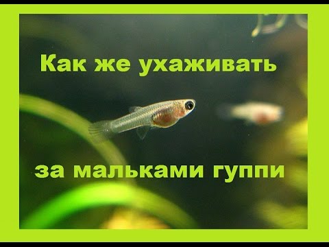 Как же ухаживать за мальками ГУППИ?