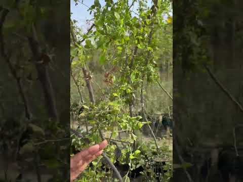 مزارع السدر الخاصه بجدايل ذهب في المدينه المنوره