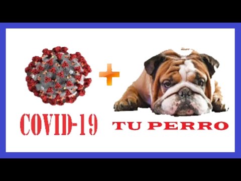 La crisis del CORONAVIRUS puede provocar MALOS COMPORTAMIENTOS en tu perro 😱