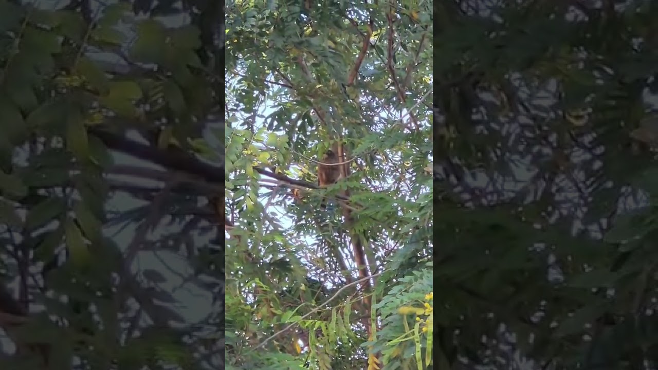 Vamos identificar o gaviãozinho?