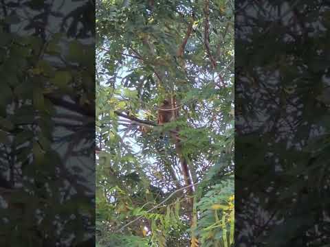 Vamos identificar o gaviãozinho?