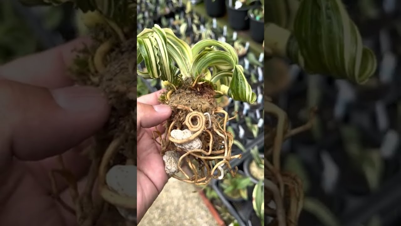 獅子】根もくるくるです 万年青 おもとの獅子という葉がくるくるカール