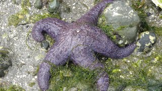 Facts: The Purple Sea Star