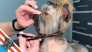 Fearful Yet Fabulous | Small Yorkie Grooming | Overcoming Worries with Style